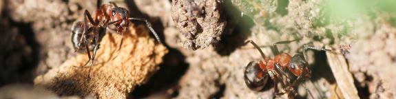 Amt für Wald und Naturgefahren. Waldentwicklungsplan 2018+