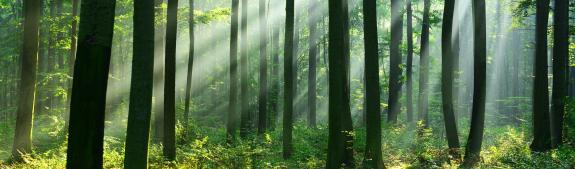 Graubünden Wald. Logo. Website. 